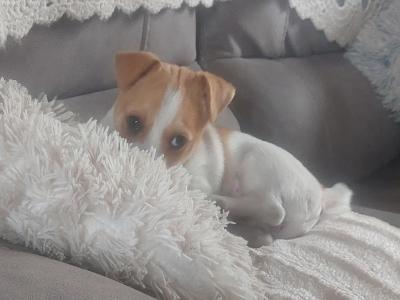 Jack Russell puppies in Sligo