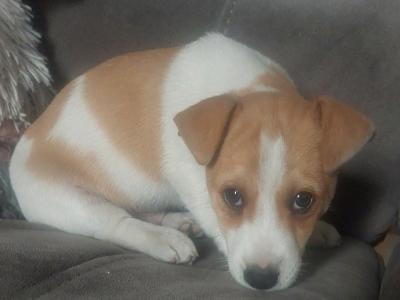 Jack Russell puppies in Sligo