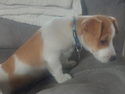 Jack Russell puppies in Sligo