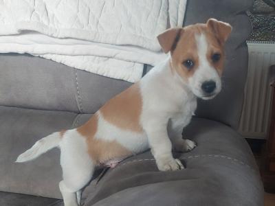 Jack Russell puppies in Sligo
