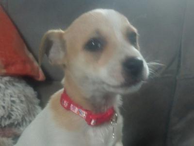 Jack Russell puppies in Sligo