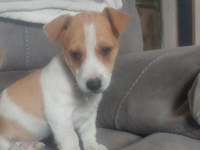 Jack Russell puppies in Sligo