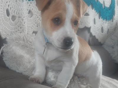 Jack Russell puppies in Sligo