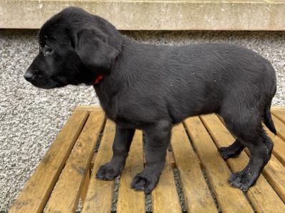 F.T. Champion Pedigree IKC Registered Labrador puppies - IR/GB F.T. CH