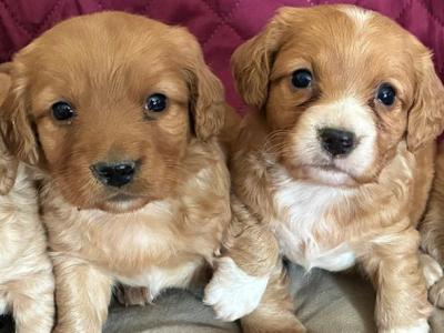 Lovely Cockapoo x Cavachon puppies in Cavan
