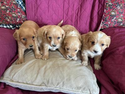 Lovely Cockapoo x Cavachon puppies in Cavan