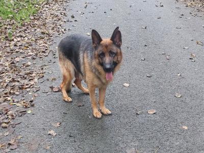 IKC Registered male German Shepherd puppy in Louth