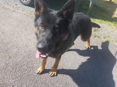 IKC Registered male German Shepherd puppy in Louth