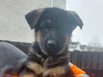 IKC Registered male German Shepherd puppy in Louth