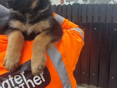 IKC Registered male German Shepherd puppy in Louth