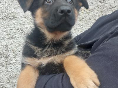 IKC Registered male German Shepherd puppy in Louth
