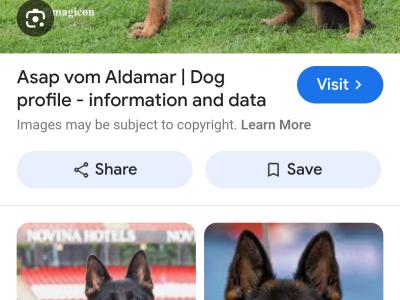 IKC Registered male German Shepherd puppy in Louth