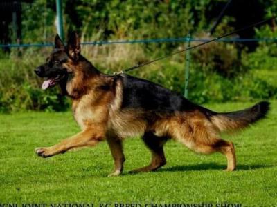 IKC Registered male German Shepherd puppy in Louth