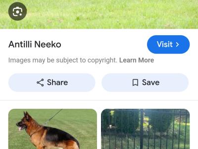 IKC Registered male German Shepherd puppy in Louth