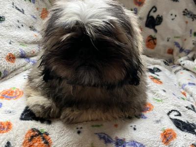 Pekingese puppies ....400..