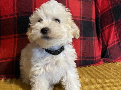 Meet Charlie and Lola, the Morkie puppies in Longford