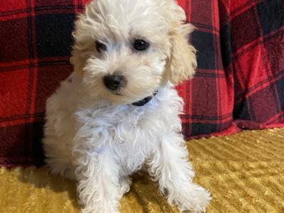 Meet Charlie and Lola, the Morkie puppies in Longford