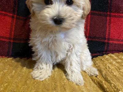 Meet Charlie and Lola, the Morkie puppies in Longford