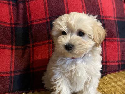 Meet Charlie and Lola, the Morkie puppies in Longford