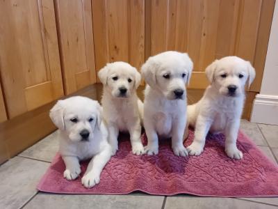 Goldadore puppies (Golden Retriever x Labrador) for sale in Tipperary