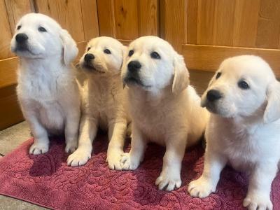 Goldadore puppies (Golden Retriever x Labrador) for sale in Tipperary