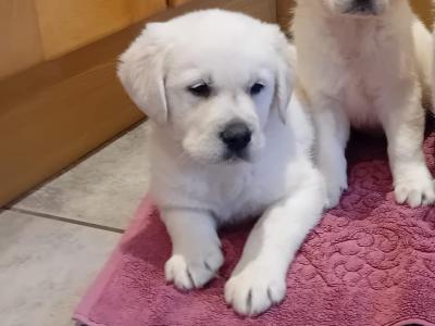 Goldadore puppies (Golden Retriever x Labrador) for sale in Tipperary