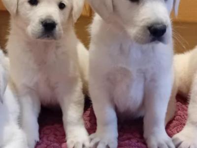 Goldadore puppies (Golden Retriever x Labrador) for sale in Tipperary