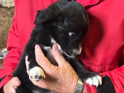 2 Border Collie x Golden Retriever puppies left in Cork, looking for a good home