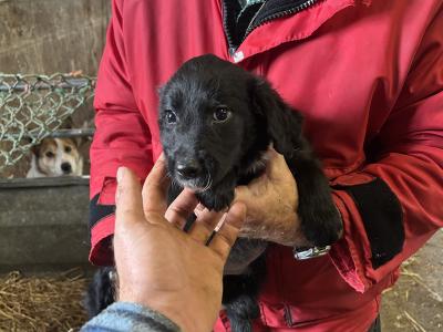 2 Border Collie x Golden Retriever puppies left in Cork, looking for a good home