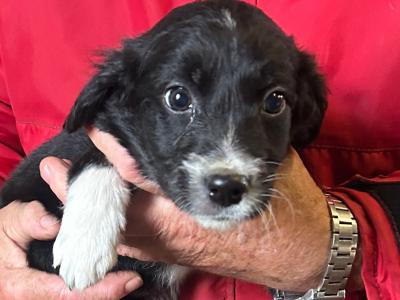 2 Border Collie x Golden Retriever puppies left in Cork, looking for a good home