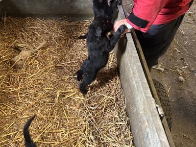 2 Border Collie x Golden Retriever puppies left in Cork, looking for a good home