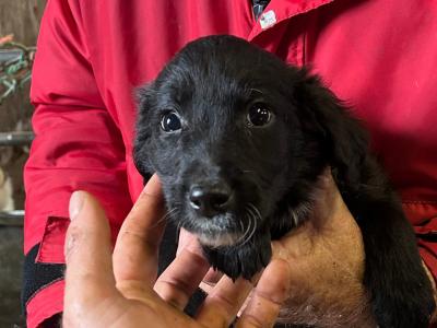 2 Border Collie x Golden Retriever puppies left in Cork, looking for a good home