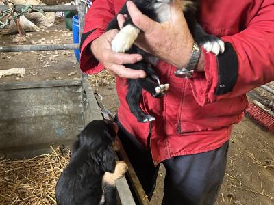 2 Border Collie x Golden Retriever puppies left in Cork, looking for a good home