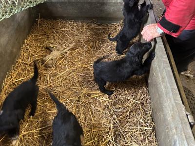2 Border Collie x Golden Retriever puppies left in Cork, looking for a good home