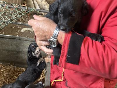 2 Border Collie x Golden Retriever puppies left in Cork, looking for a good home