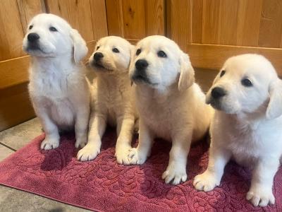 Goldadore puppies (Golden Retriever x Labrador) for sale in Tipperary