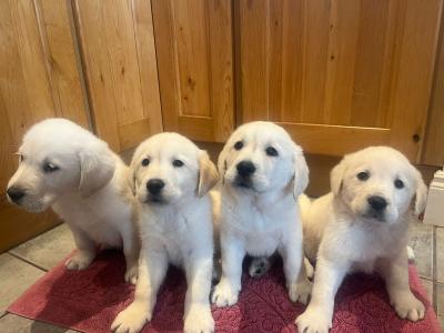 Goldadore puppies (Golden Retriever x Labrador) for sale in Tipperary