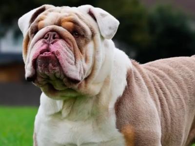 THE ONLY ABKC ENGLISH BULLDOG GRAND CHAMPION MALE OPENED FOR STUD