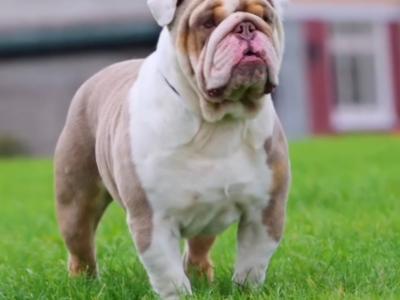 THE ONLY ABKC ENGLISH BULLDOG GRAND CHAMPION MALE OPENED FOR STUD