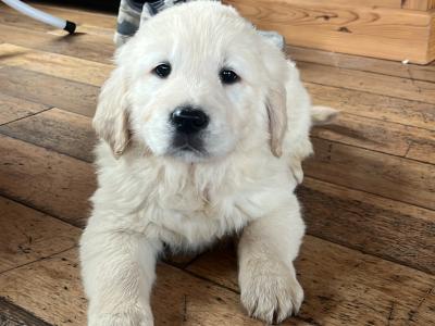 5 IKC Registered gorgeous Golden Retriever puppies in Kildare