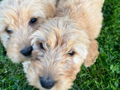 Cockapoo puppies in Kilkenny