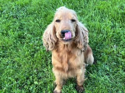 Cockapoo puppies in Kilkenny