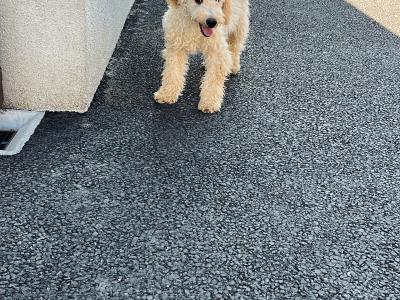 Cockapoo puppies in Kilkenny