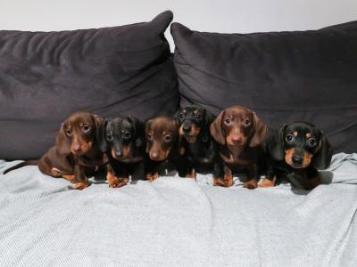 IKC Registered(pending) Miniature Smooth Haired Dachshund puppies for sale