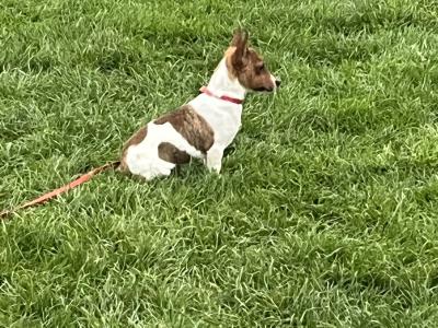 Male Jack Russell puppy in Galway