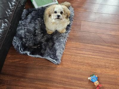 Male Shih Tzu puppy 6 months old in Dublin