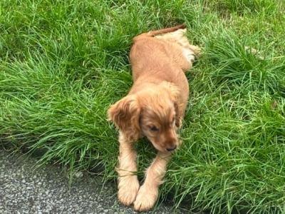Female Golden Cocker Spaniel 4 months old in Galway