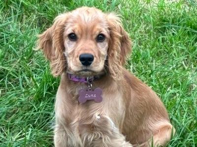 Female Golden Cocker Spaniel 4 months old in Galway