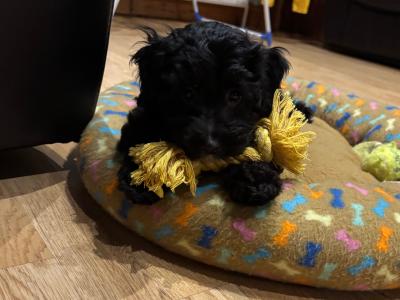 Jackapoo puppies, 1 girl left!! (Jack Russell x Red Toy Poodle) in Cork