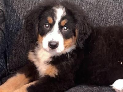 Beautiful Bernese Mountain Dog puppies in Carlow 🐶 🐶